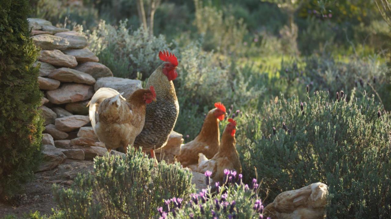 Stellar Overberg Travellers Lodge Napier Екстериор снимка